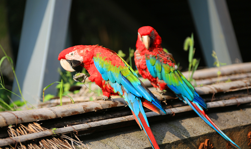 鸟艺表演 来自南美洲的金刚鹦鹉