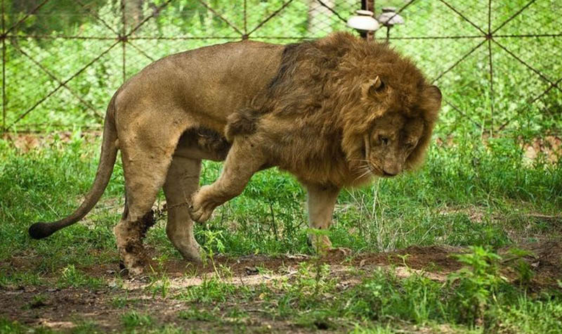 狮子 步步生威的陆地霸王