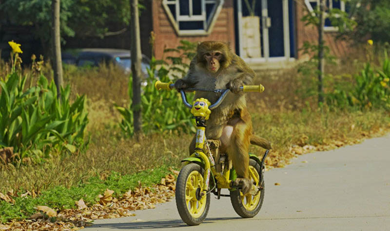 猴子骑车 看我杂技帅不帅